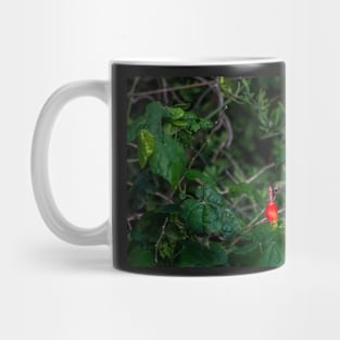 Buff-bellied Hummingbird Feeding At Turks Cap Mug